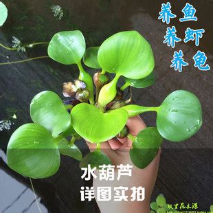 水种植物风水